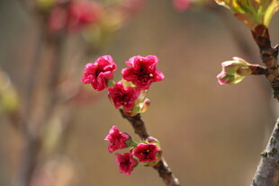 枝头绽放的娇艳红花朵