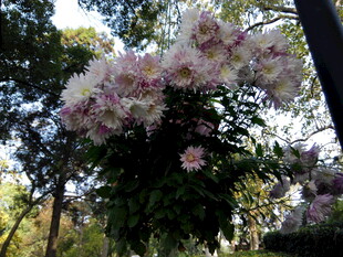 繁花满树的美丽景致
