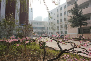 校园春日繁花绽放景致