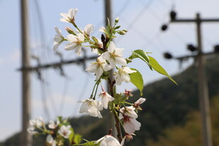 枝头绽放的洁白花朵