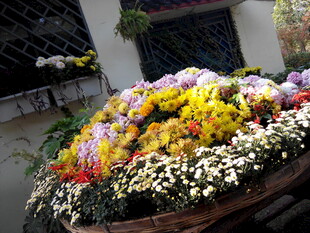 多彩花卉装点户外花箱