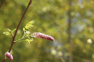 枝头绽放的柔美花絮