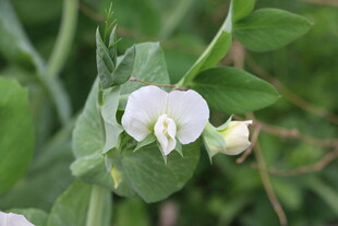 白色豌豆花特写