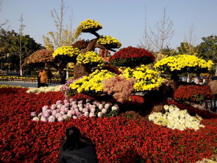 秋日花坛菊花景观