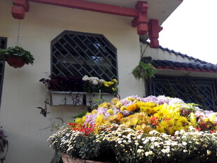 门前缤纷花卉装点