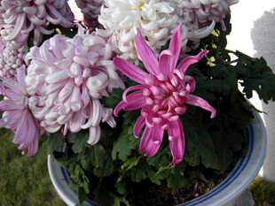 多彩菊花绽放于瓷盆中