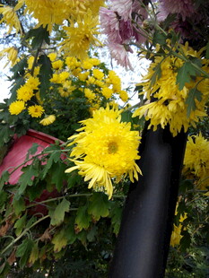 金黄菊花绽放于绿植间