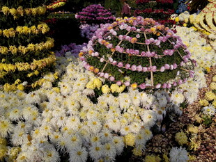 多彩菊花造型景观