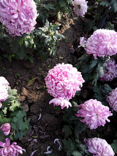 粉色菊花绽放于绿叶间