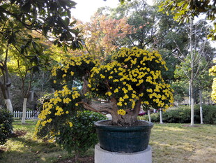 盆栽菊花绽放于园林中