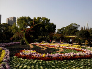 多彩花卉组成的美丽景观