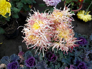 多彩菊花绽放美丽瞬间