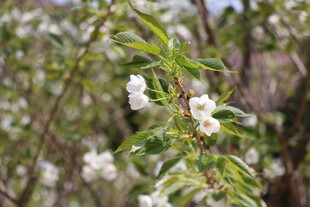 枝头绽放的白色小花