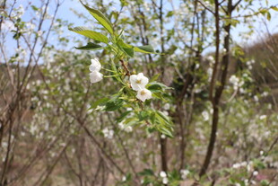 春日繁花盛开的树木
