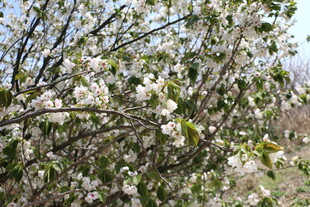 枝头繁花绽放的美丽瞬间