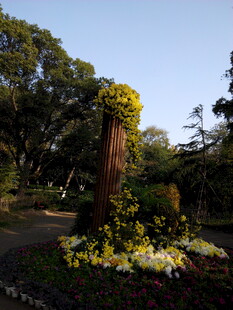 花园中的多彩花卉景观