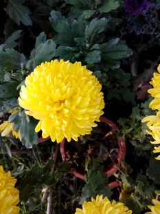 绽放的黄色菊花