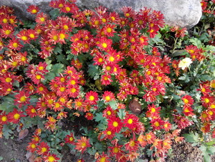 鲜艳多彩的秋菊绽放