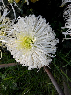 白色丝状菊花特写