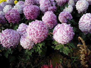 缤纷绣球花绽放