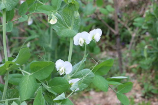 白色豌豆花绽放于绿叶间