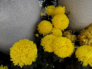 黄色菊花簇拥绽放