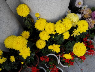 鲜艳黄菊花绽放