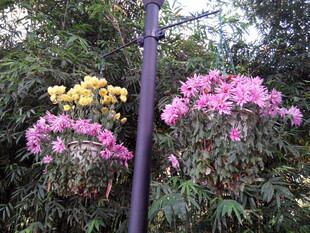 繁花绽放于枝头