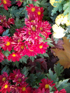 艳丽多彩菊花绽放