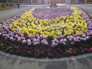 多彩花卉组成的美丽花坛