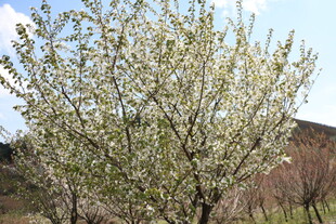 盛开的繁花树木