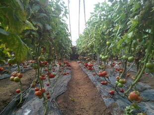 番茄种植园的丰收景象