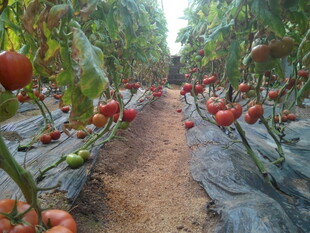 番茄种植园的丰收景象