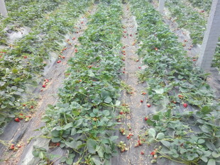 草莓种植园的繁茂景象