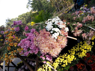 多彩花卉装点的美丽景致