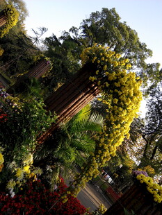 庭院绿植环绕的木质景观