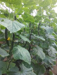 繁茂的黄瓜植株