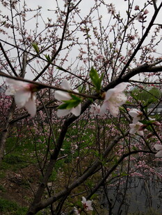 枝头绽放的粉嫩桃花