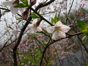 枝头绽放的素雅白色花朵