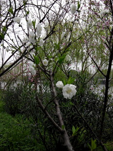 枝头绽放的洁白花朵