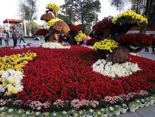 绚丽多彩花卉景观