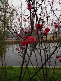 枝头绽放的娇艳红花朵