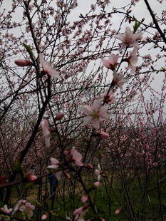 春日繁花盛开的桃林