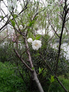 湖畔绽放的白色花枝