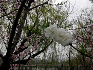 枝头绽放的洁白花朵