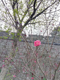 枝头绽放的娇艳粉色花朵