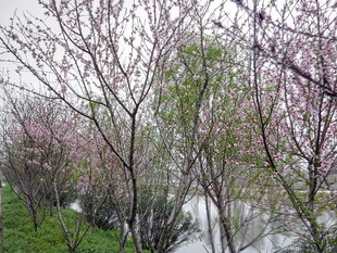 春日繁花盛开的河畔景致