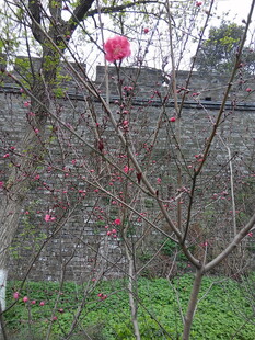 墙边绽放的娇艳红花朵