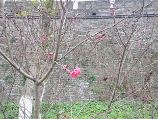 墙边绽放的娇艳粉色花朵