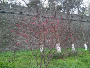 墙边绽放的红枝绿植